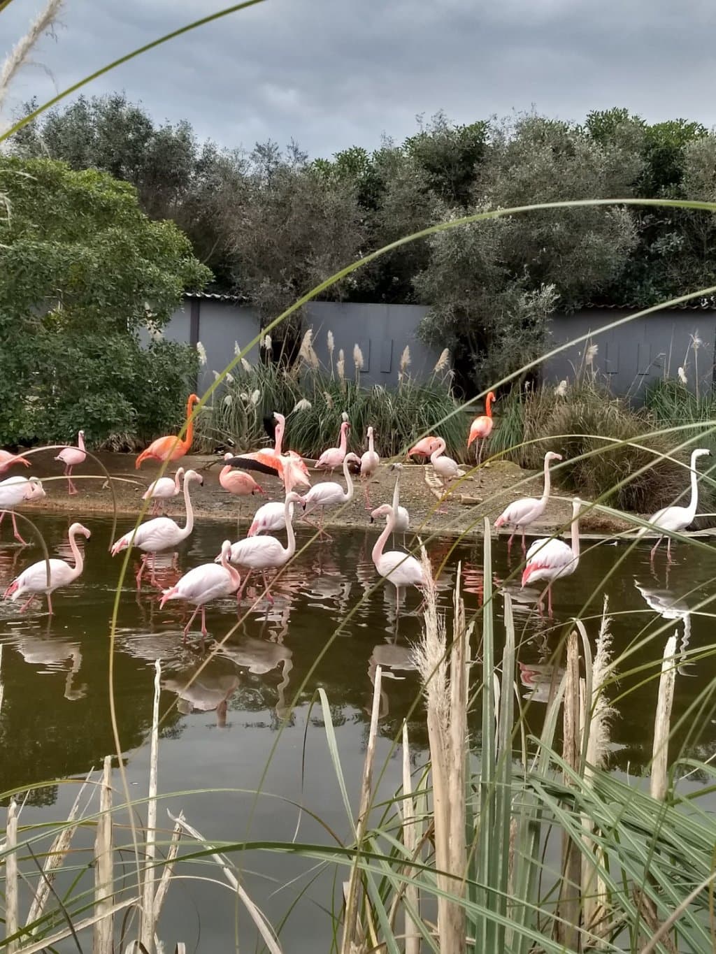 Duży wybór ptaków wodnych.