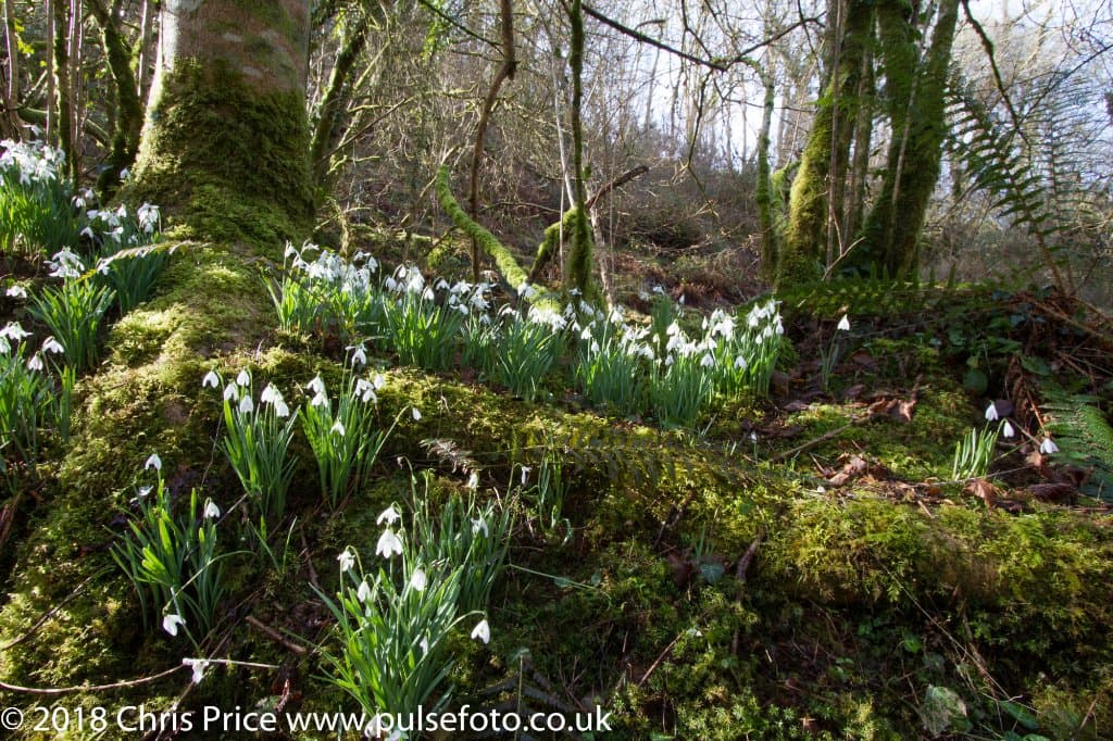 Snowdrop Valley 16th February 2108