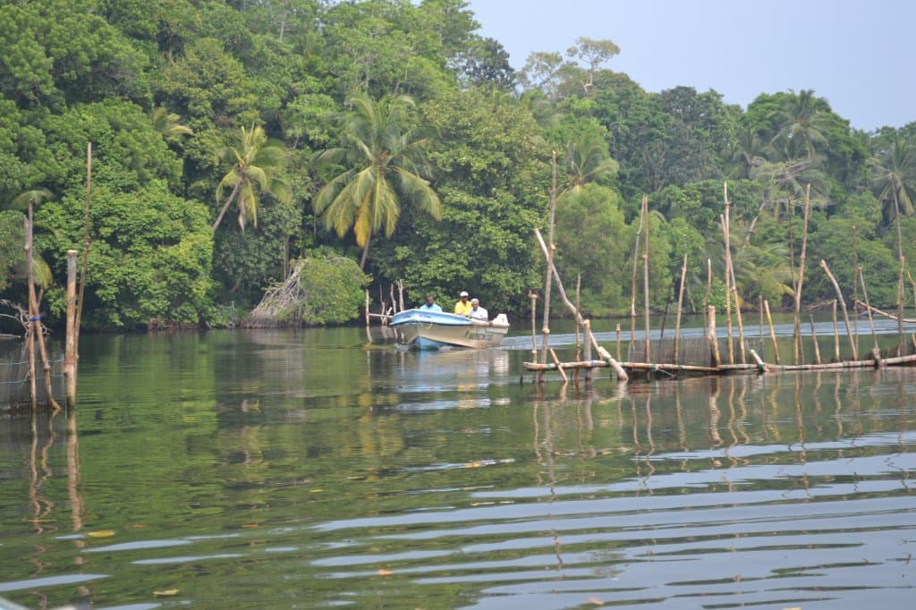 Madu River