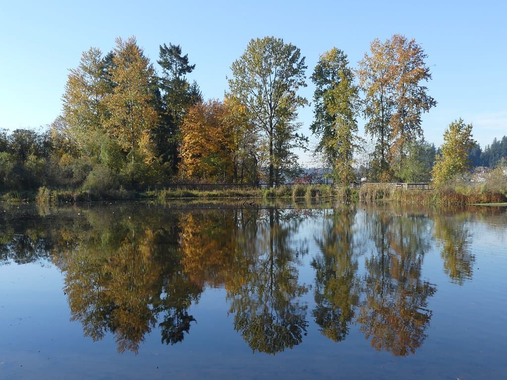 Looking from the 1st wooden walkway toward the second one at Juanita Bay Park