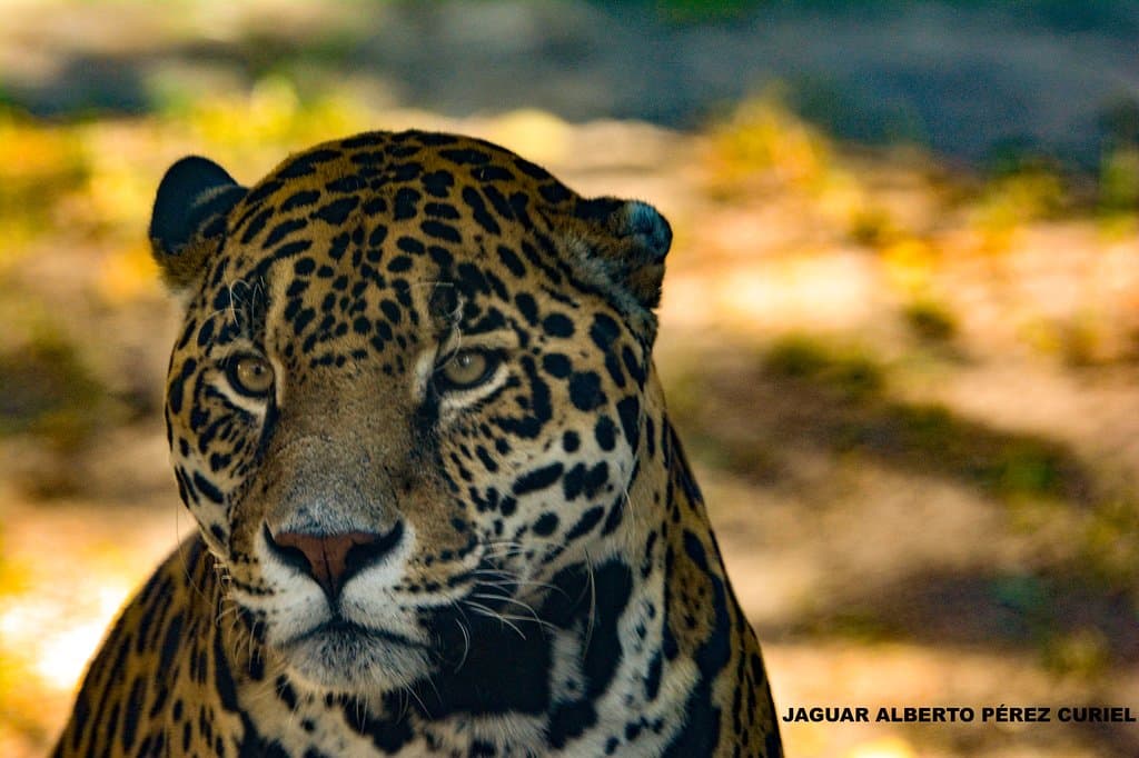 Hermosa Jaguar noten su orejita