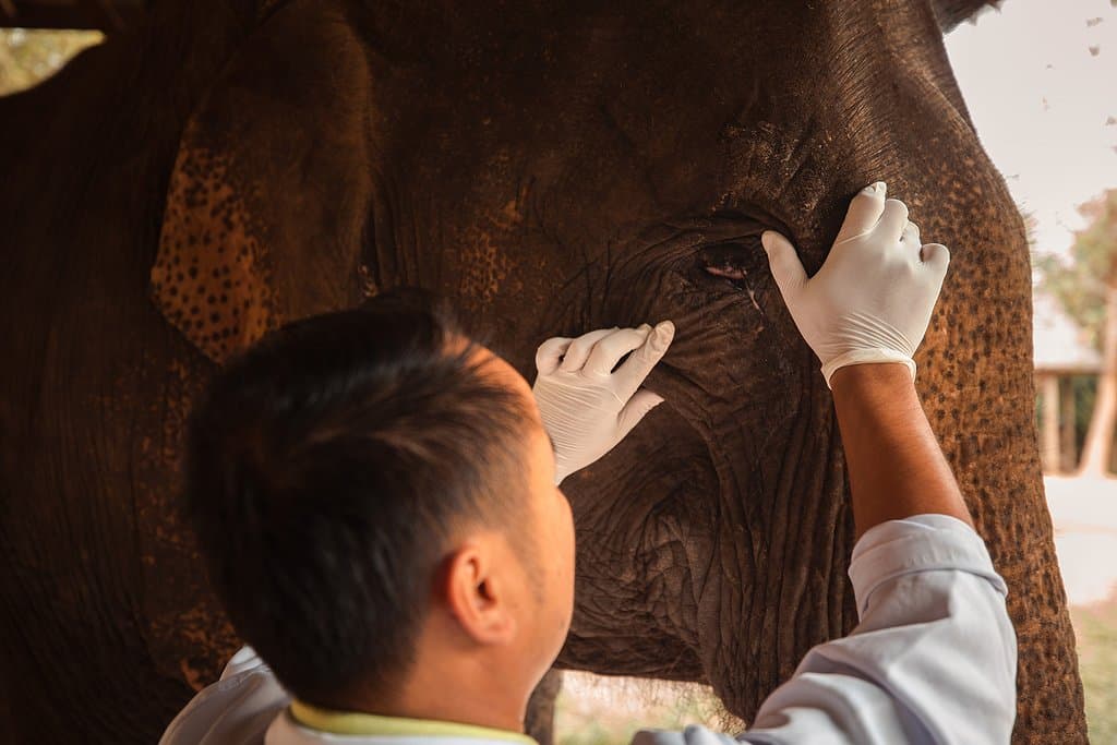 Routine Checkup at Elephant Village Hospital
