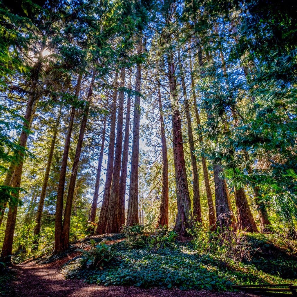 Regional Parks Botanic Garden Tilden Regional Park