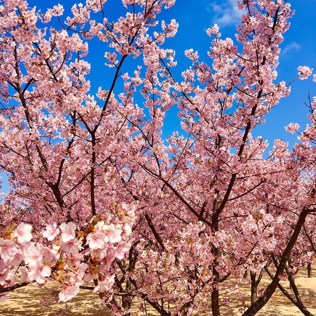 道の駅 萩しーまーと 河津桜 親水公園