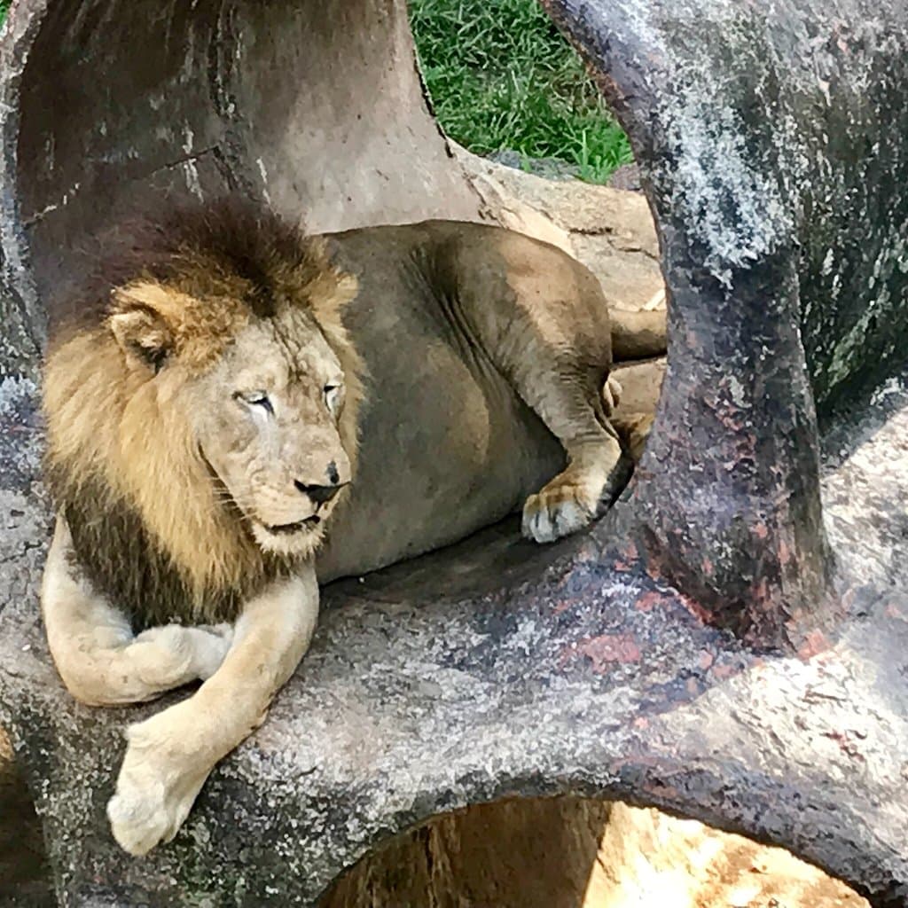 Johor Zoo