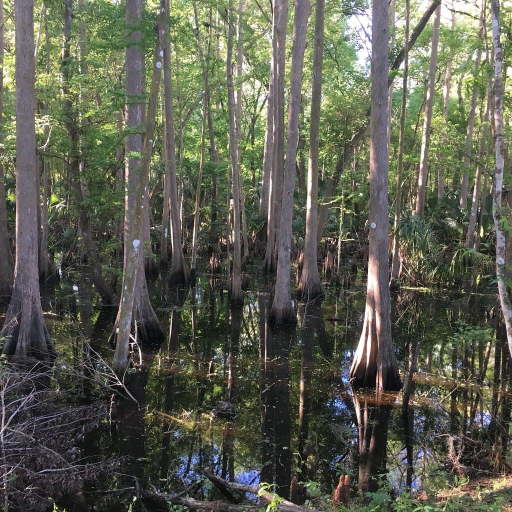Blue Run of Dunnellon Park