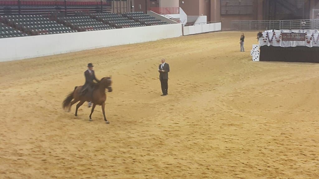 Alabama Arabian horse show
