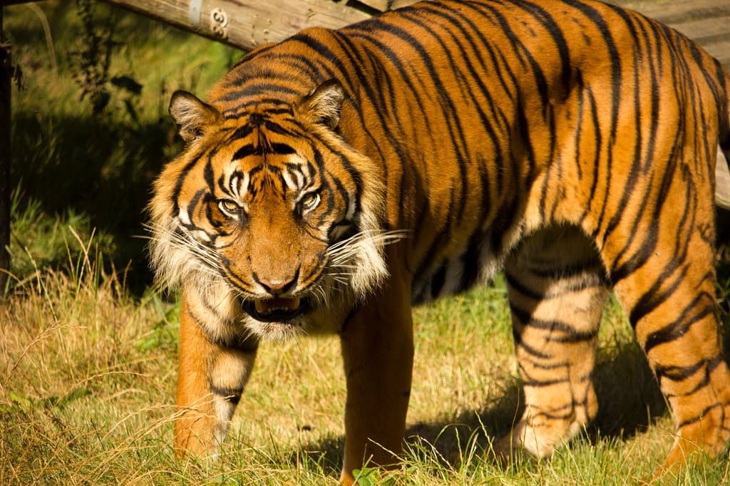 Sumatran tiger
