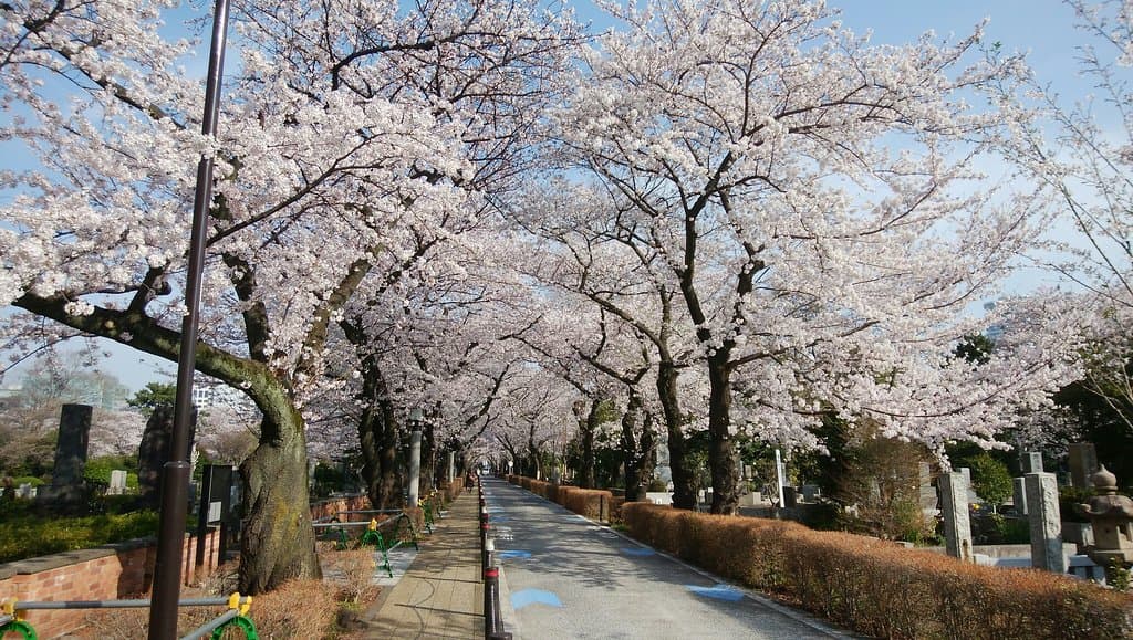 Aoyama Cemetery Tokyo