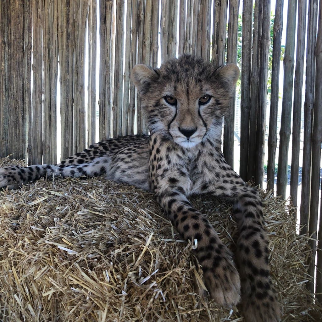 Cheetah Outreach