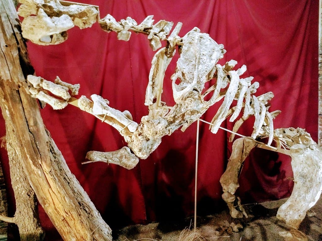 Museo Paleontológico Fray Manuel de Torres