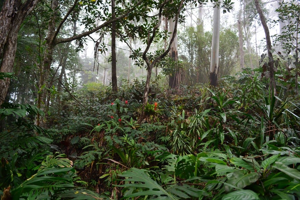 Cloud forest