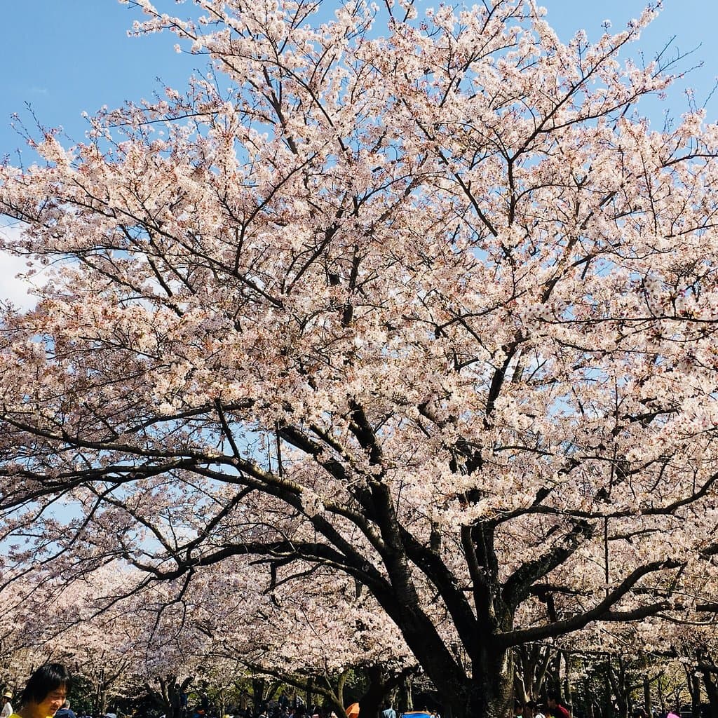 Aoba no Mori Park