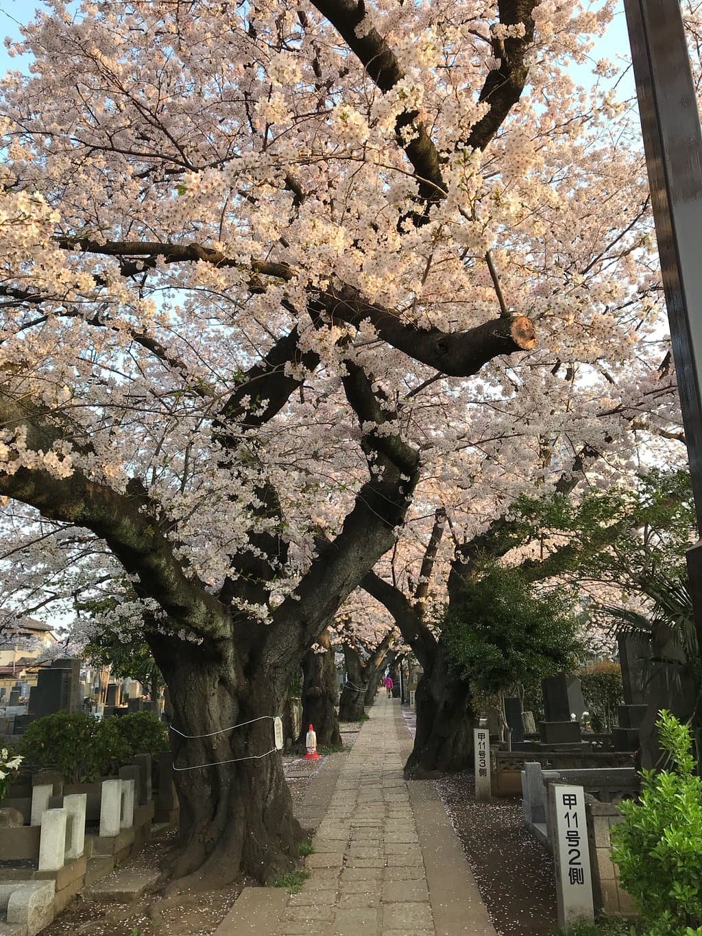 Yanaka Cemetery Tokyo
