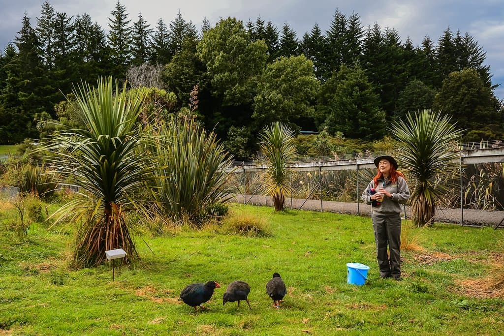 Te Anau Bird Sanctuary
