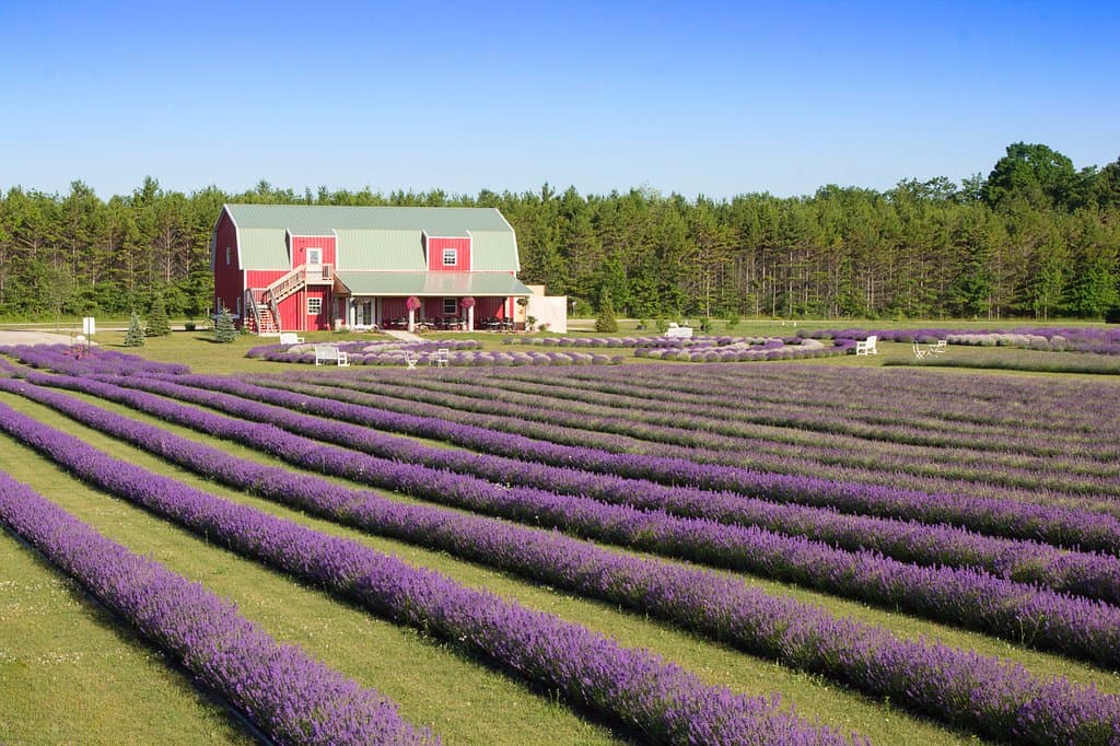 Fragrant Isle Lavender Farm, Washington Island WI
