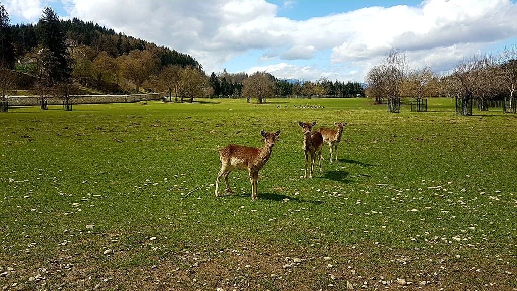 Rosegg Zoo and Castle