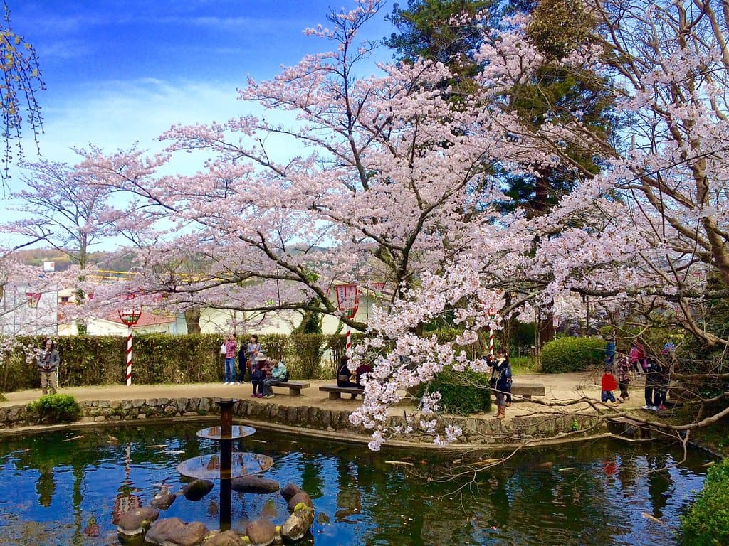 打吹公園の桜。ぼんぼり点灯もあり、春には様々なイベントが開催されます。