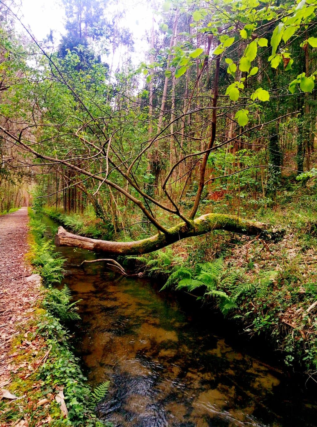 Souto da Retorta Chavín