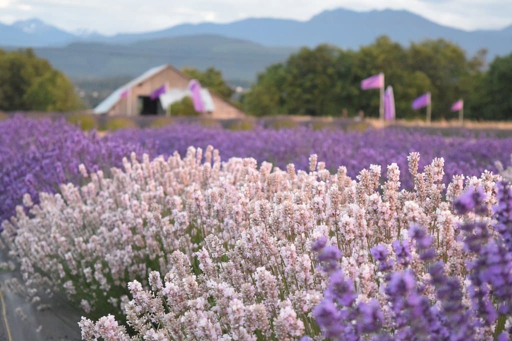 View from the fields