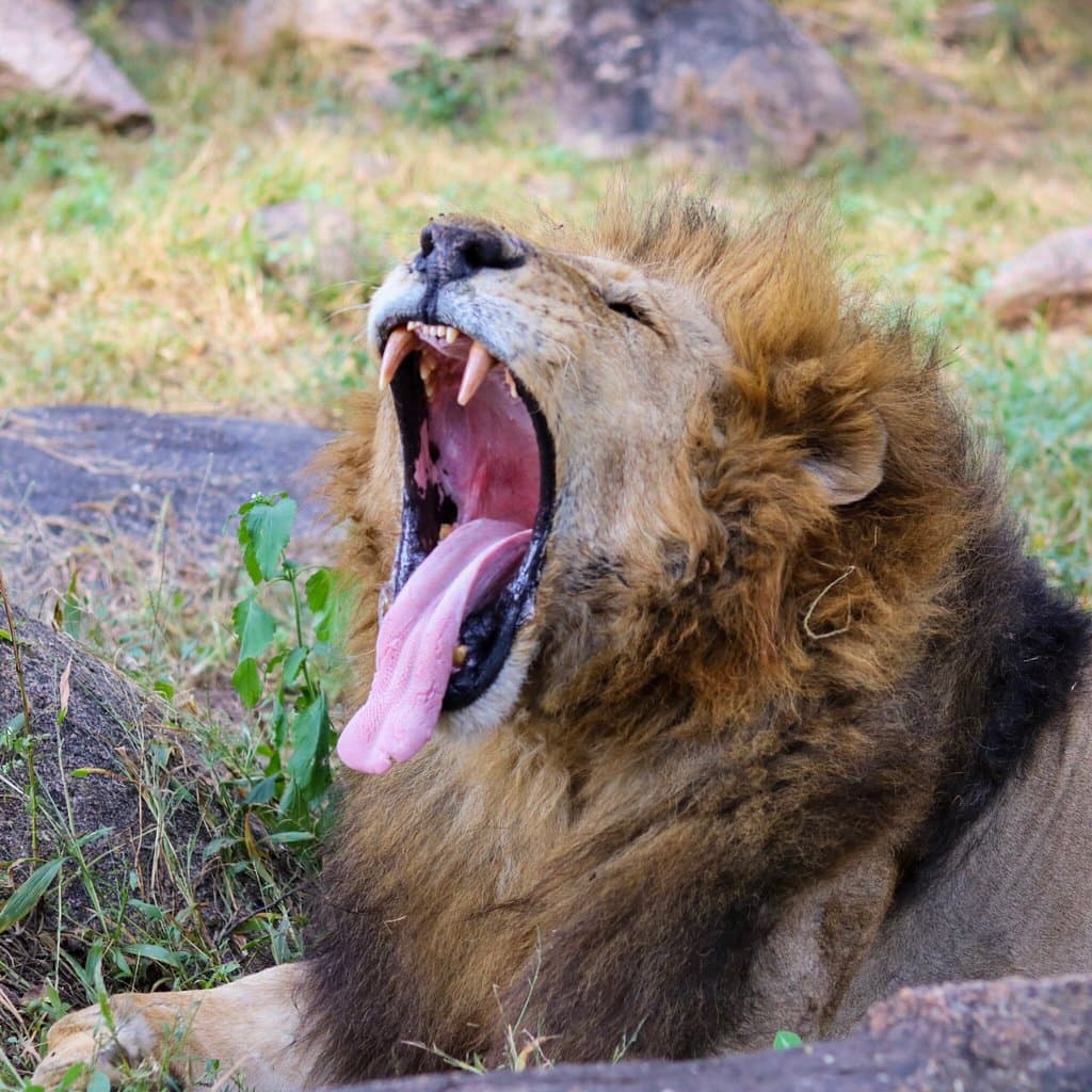 Lion and Cheetah Park