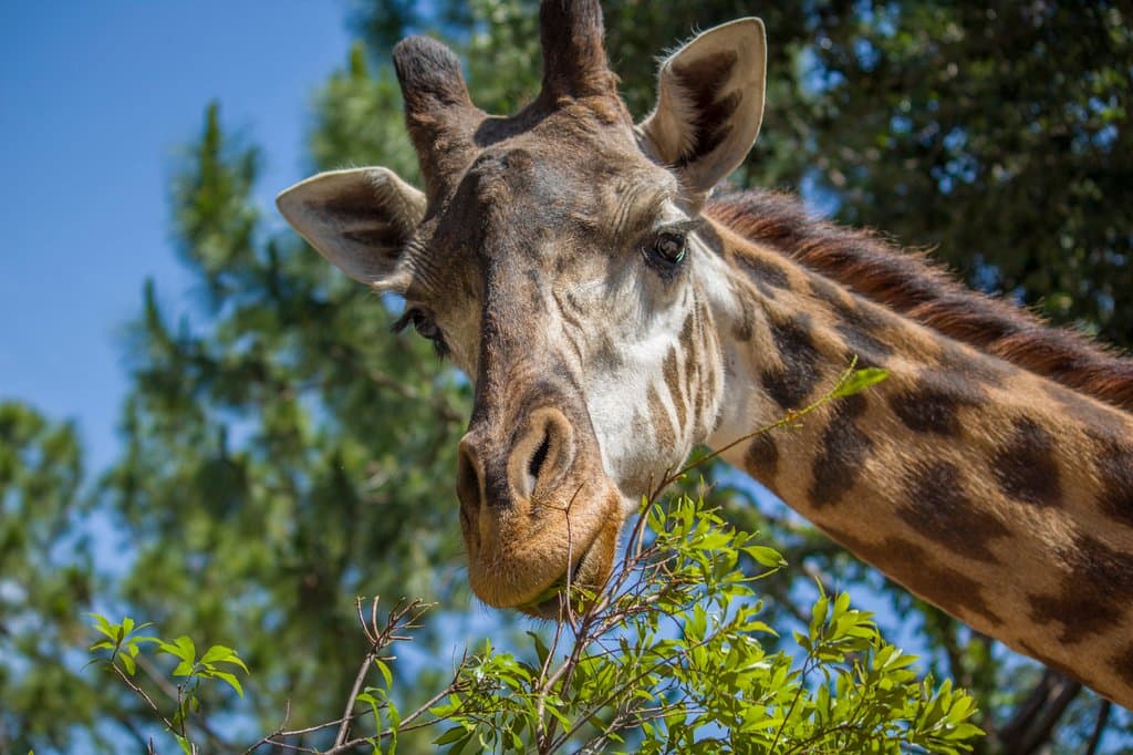 Giraffe