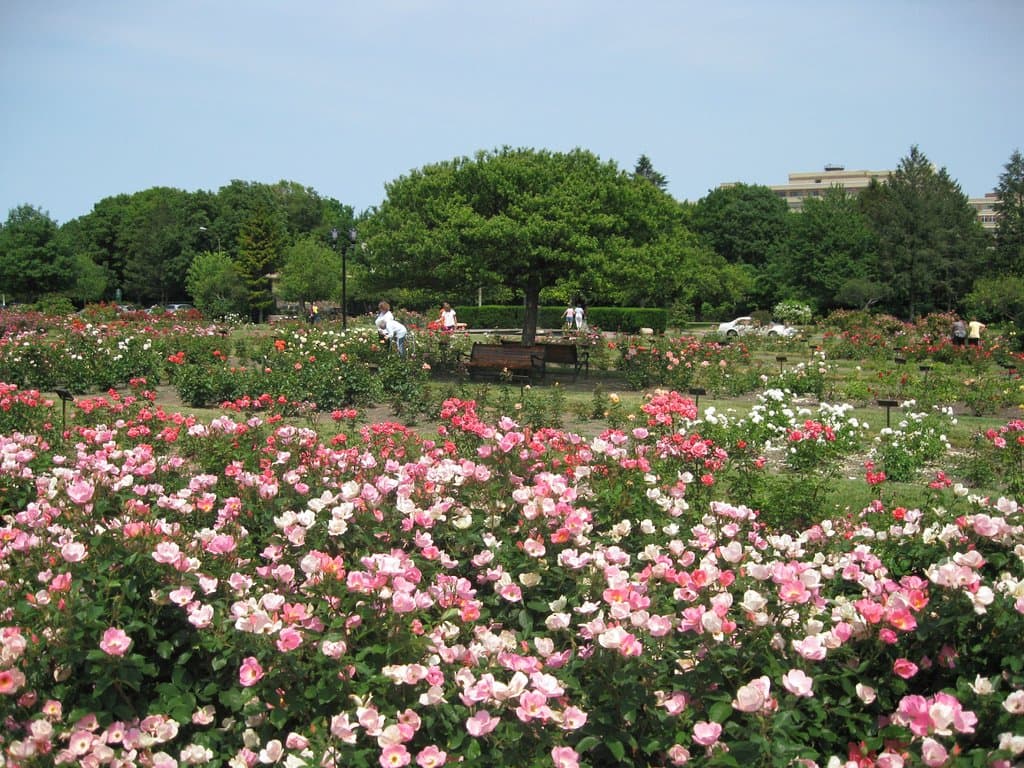 Maplewood Rose Park