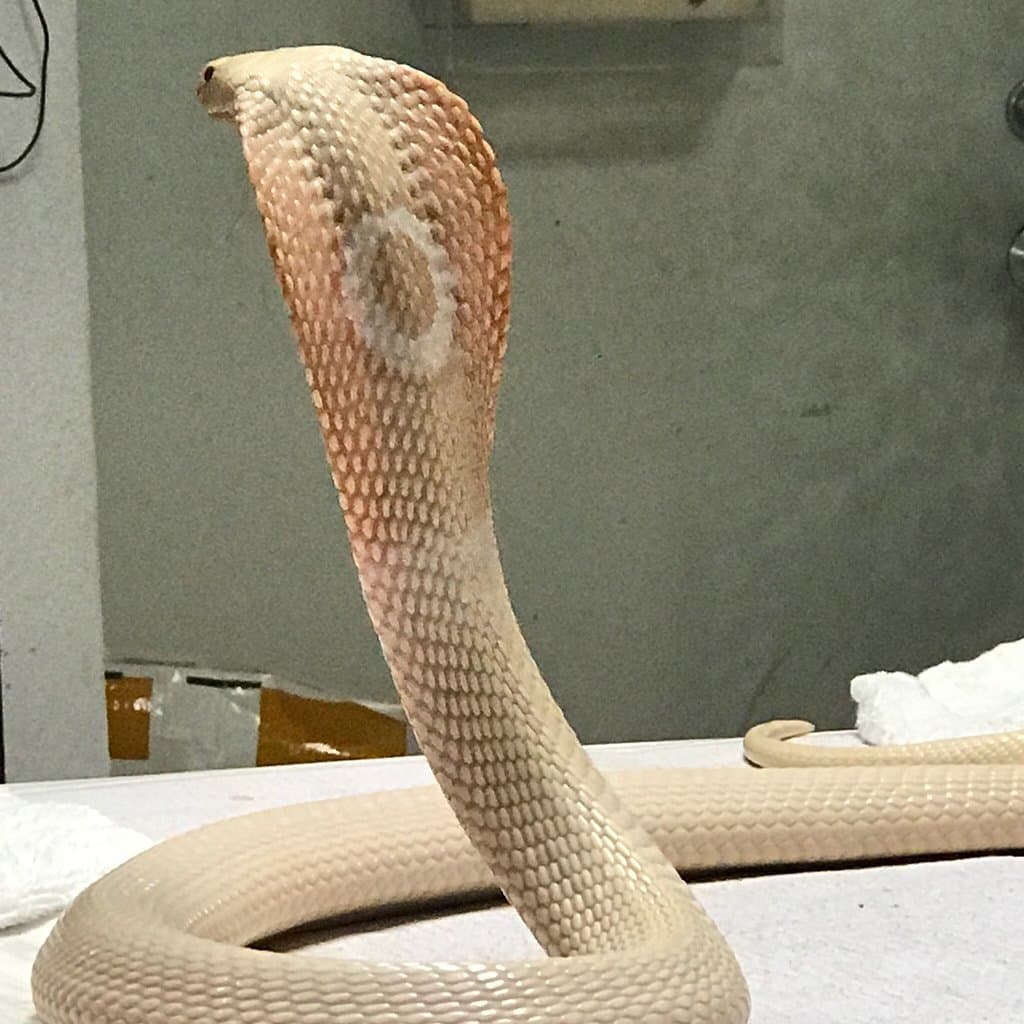 Reptile Discovery Center