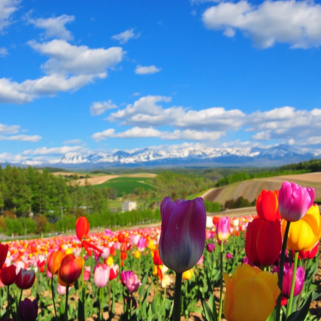 Shikisai no Oka Biei Japan