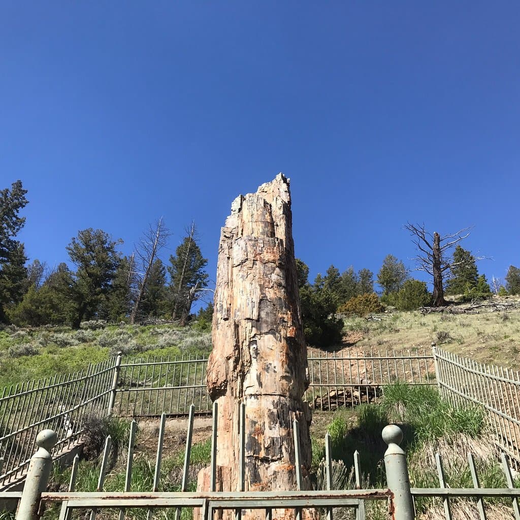 Petrified Tree
