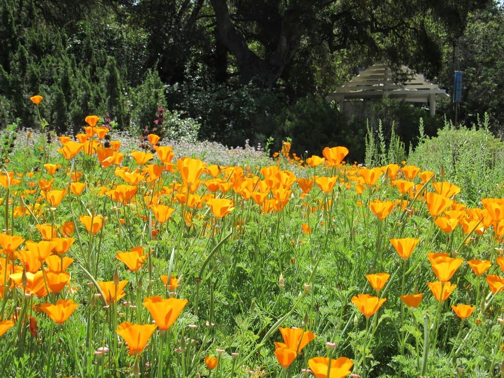 Flores começando a surgir com o início da primavera