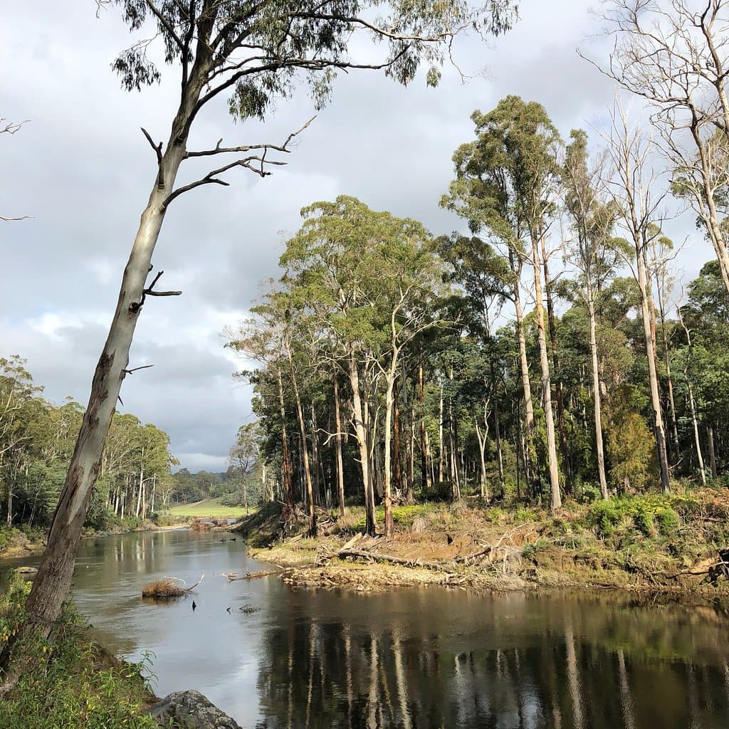 Warrawee Forest Reserve Latrobe