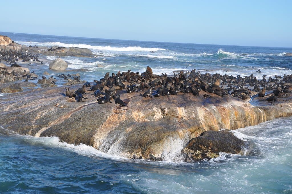 الفقمات متجمعة على جزيرتها