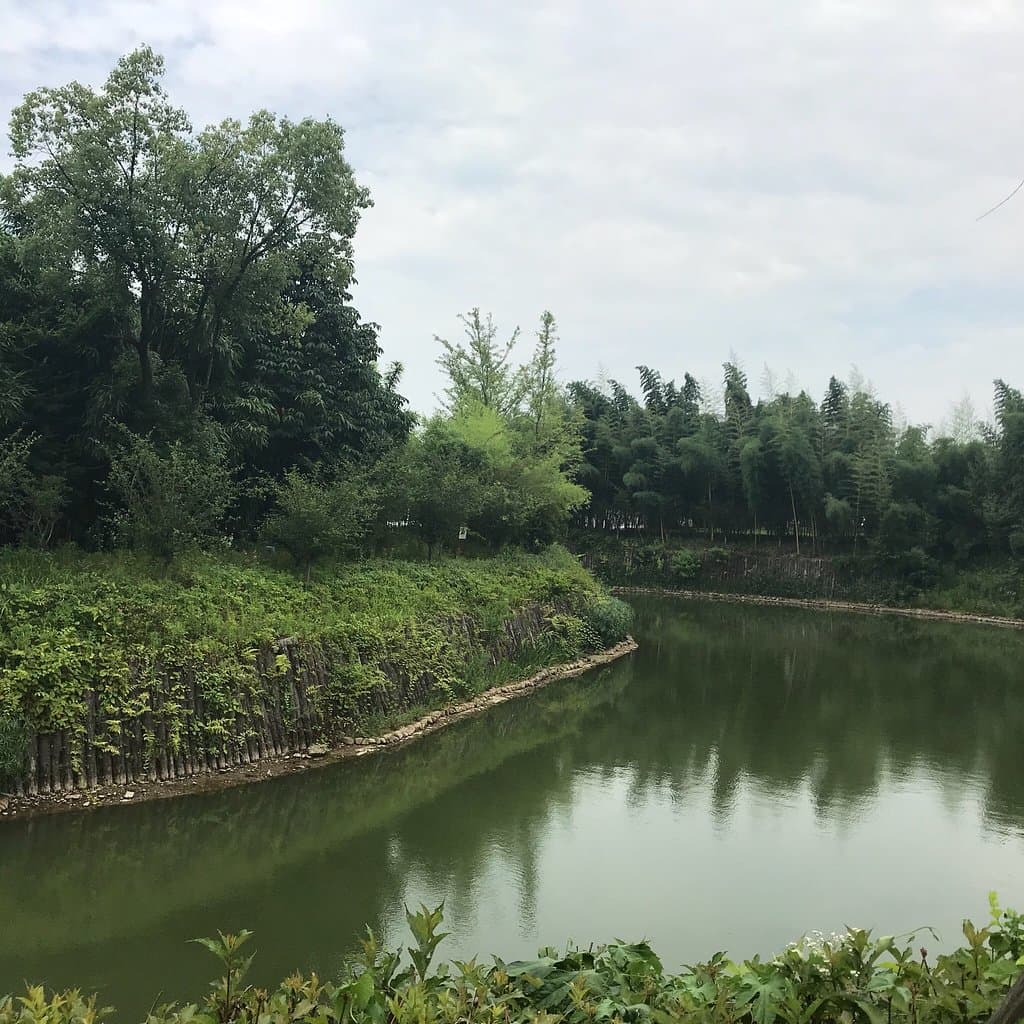 Anji Bamboo Sea