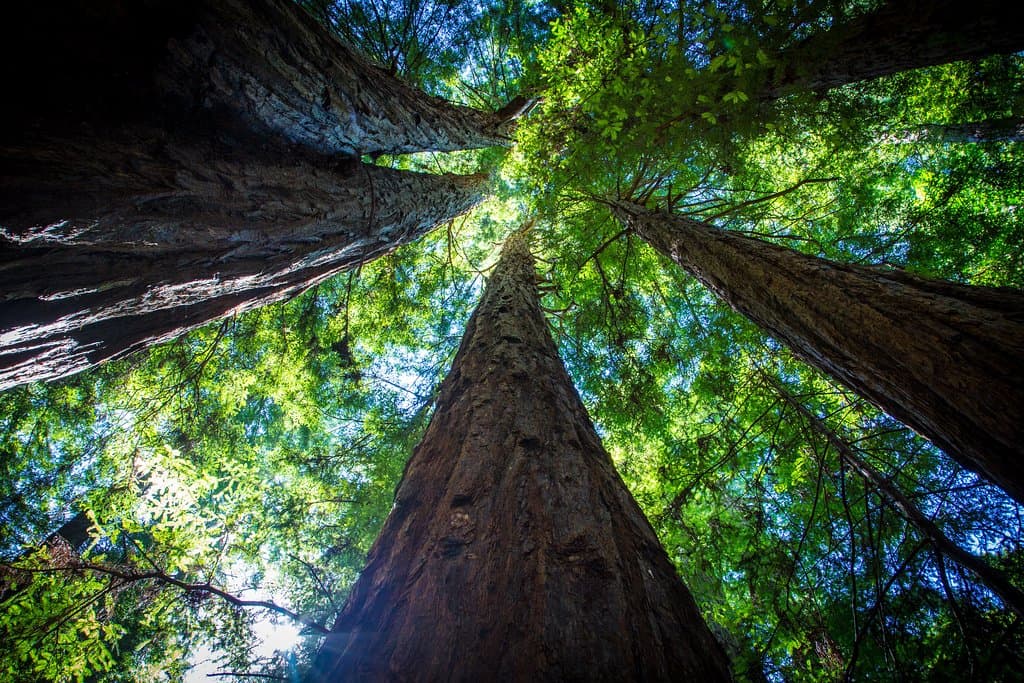 Tall Redwoods