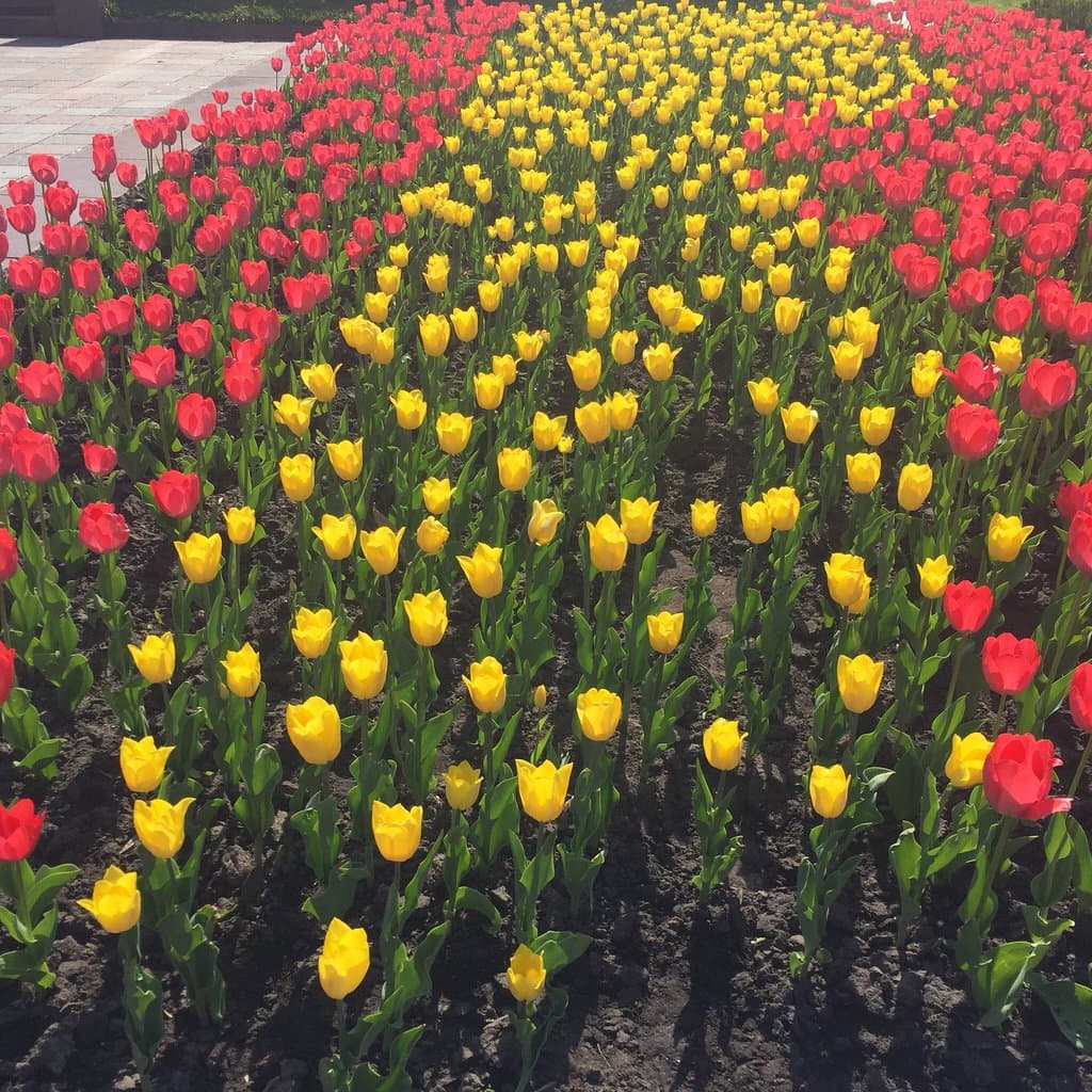 Taras Shevchenko Park