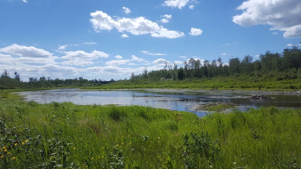 Picturesque Moss Lake with beaver lodges