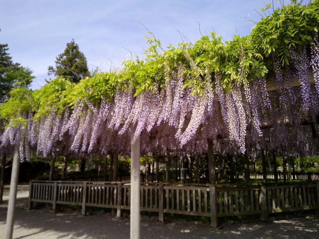 松坂城跡(松阪公園)