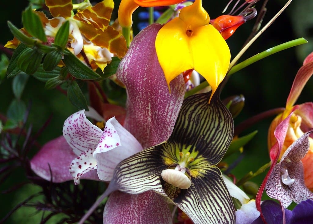 Flowers of Finca Dracula