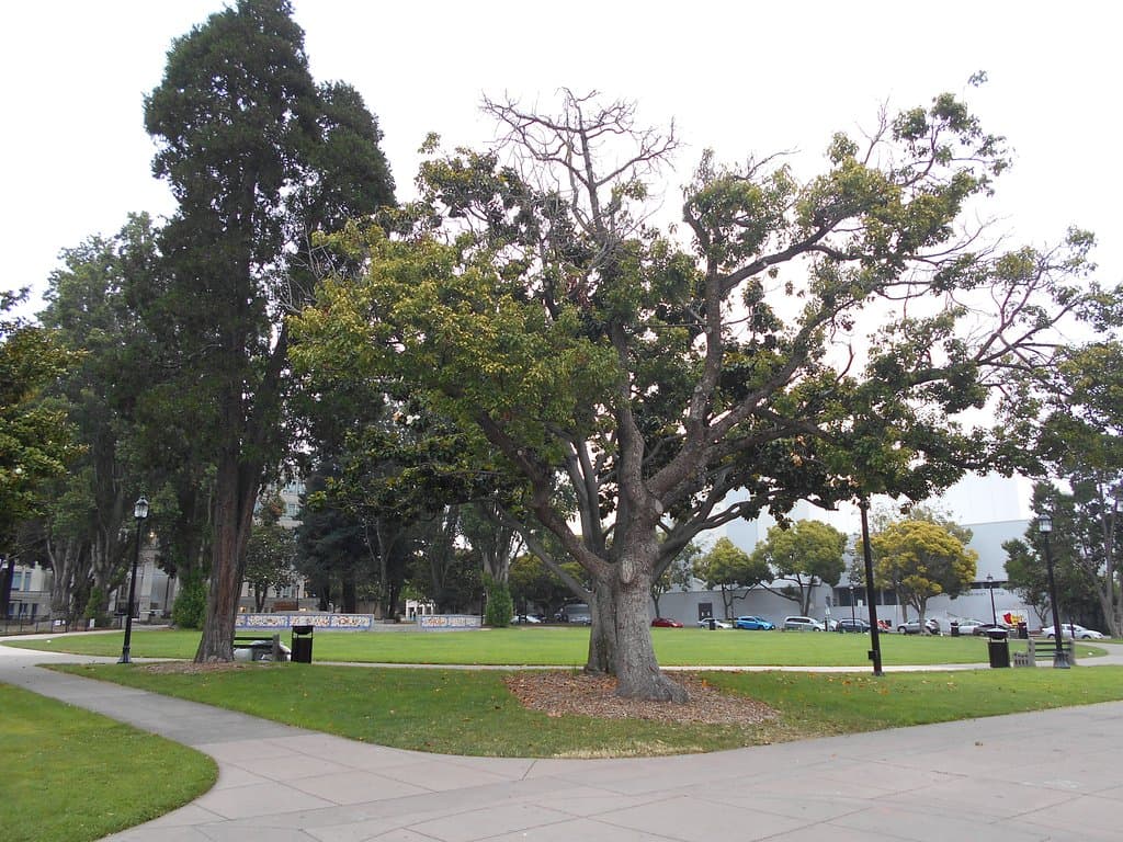 芝生に覆われた公園