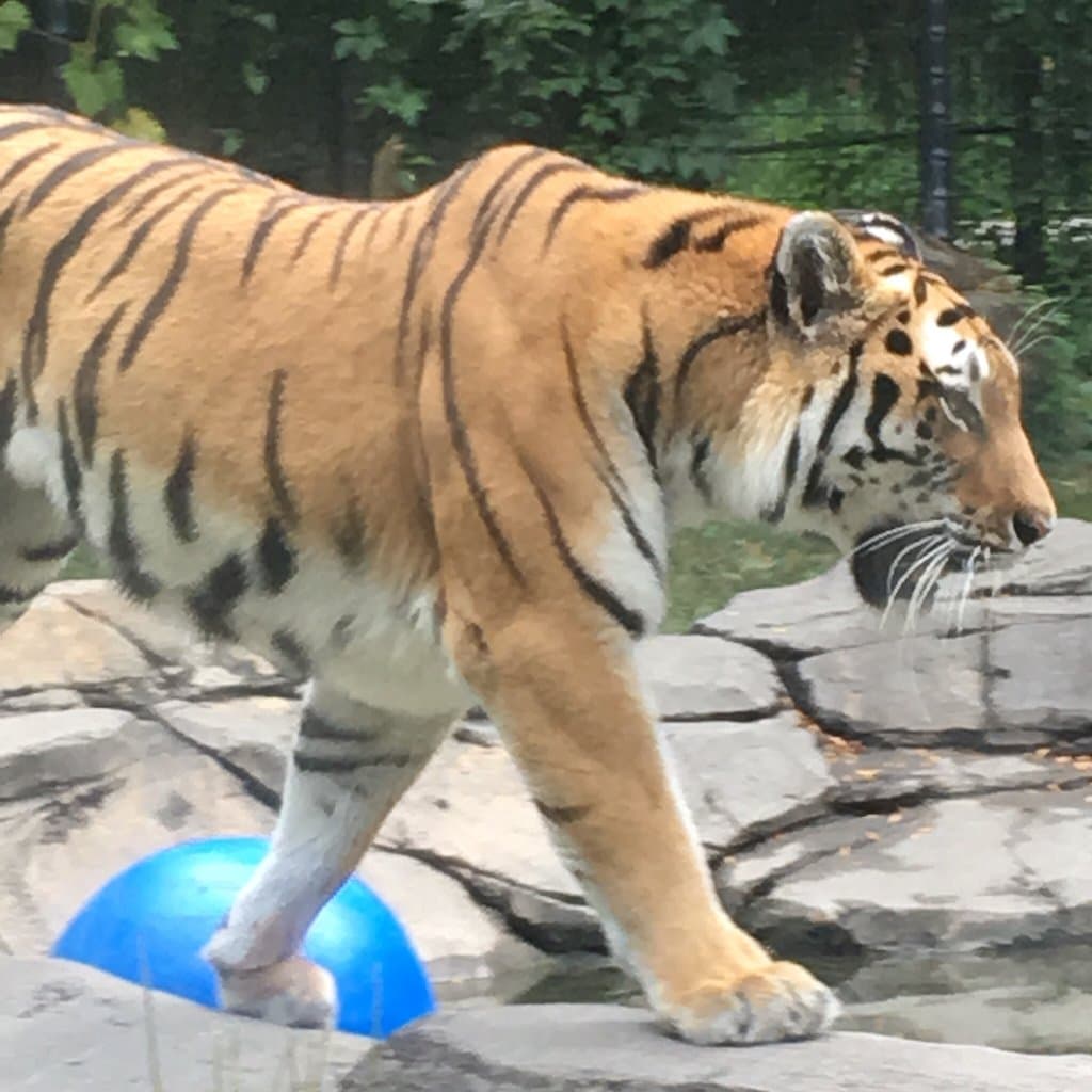 Blank Park Zoo