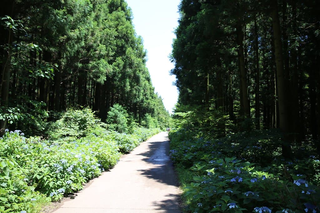 사려니숲길, 산수국이 가득
