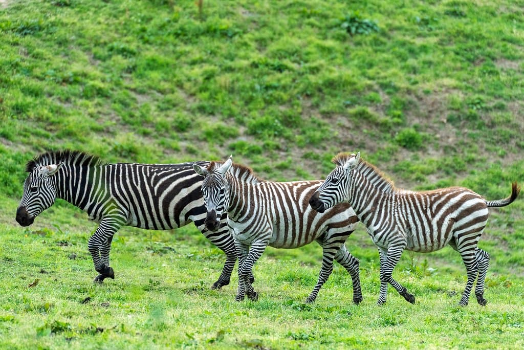 大自然の中で暮らす動物たち（シマウマ）