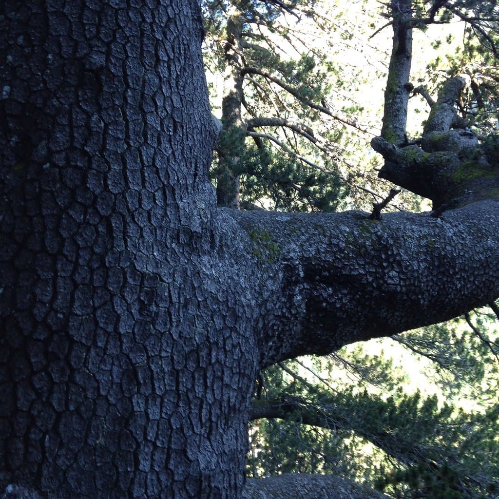 Photo shows the thickness of one of the lower branches of this huge approximately 1300 year old 