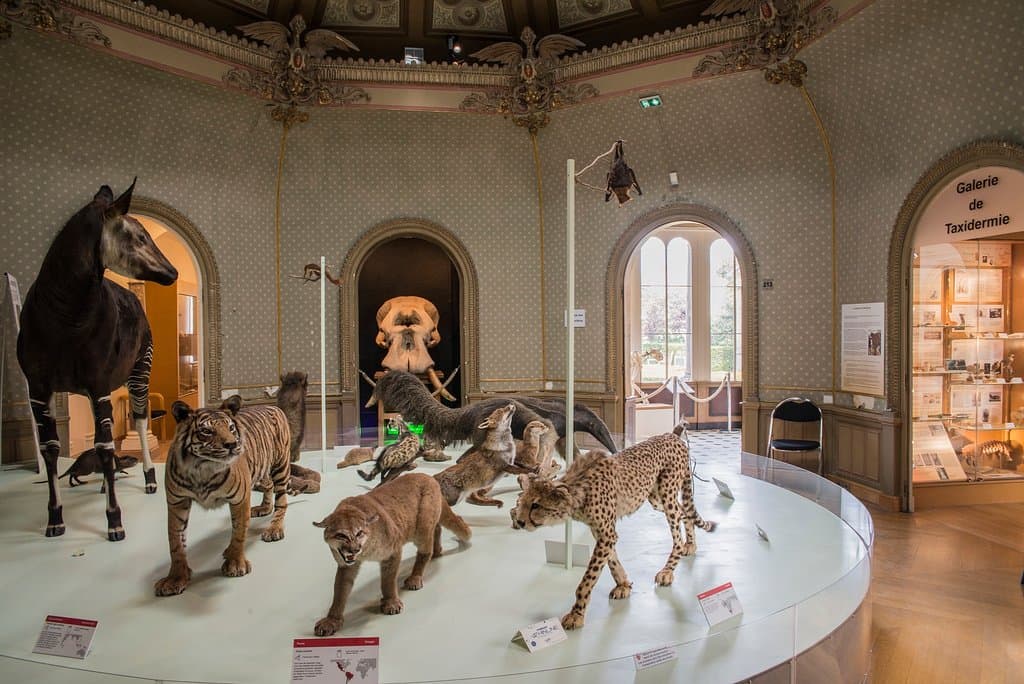 Muséum des Sciences Naturelles Angers