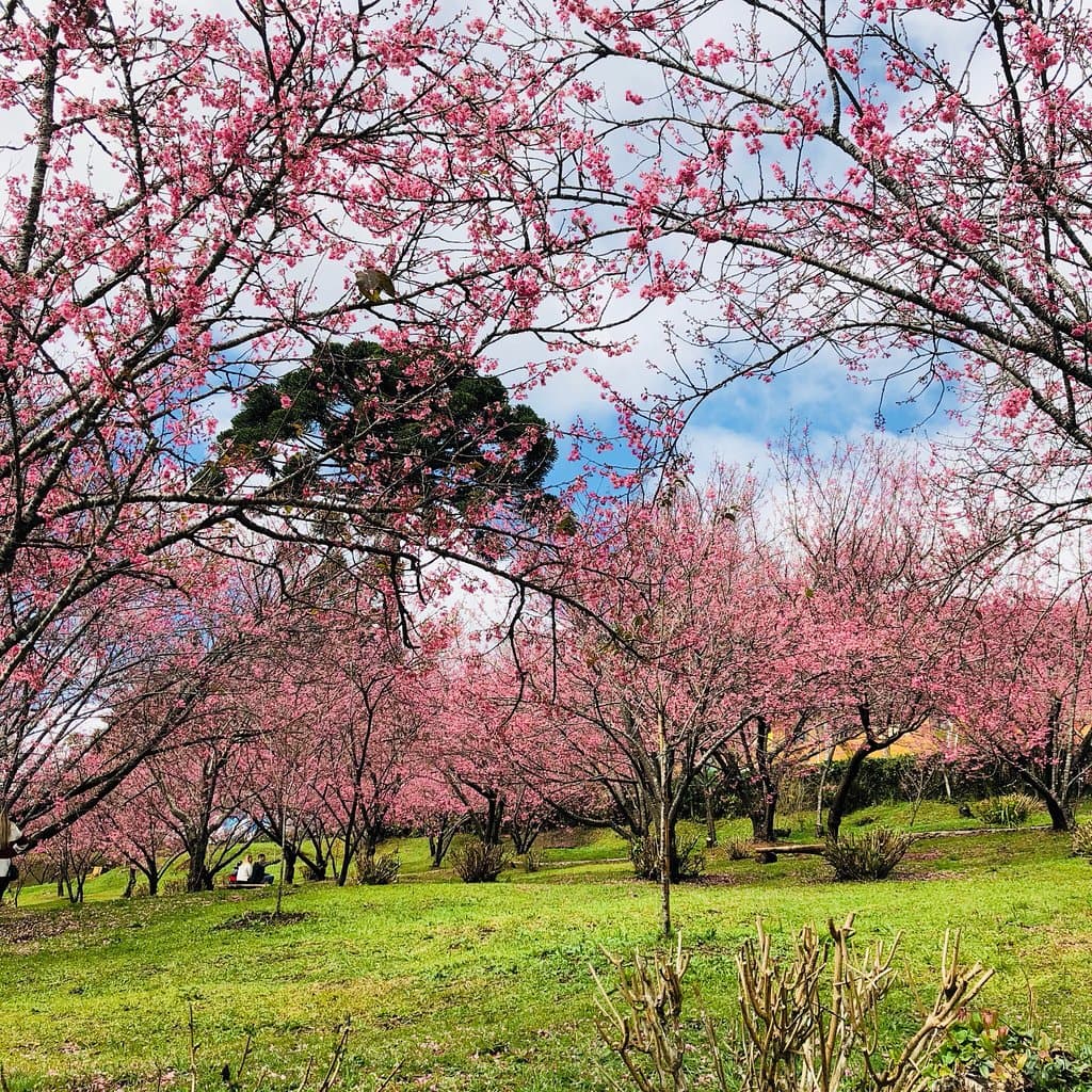 Parque das Cerejeiras Sakura Home