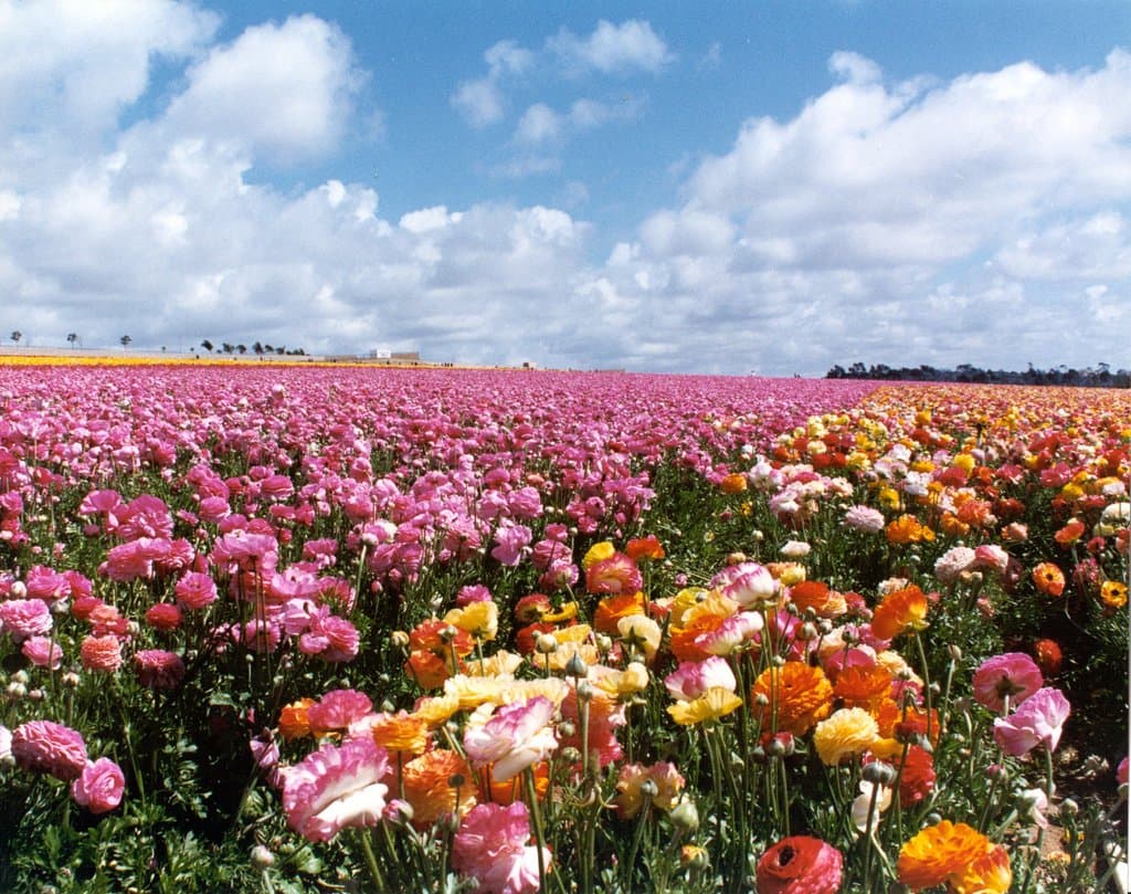 Flowers in bloom!