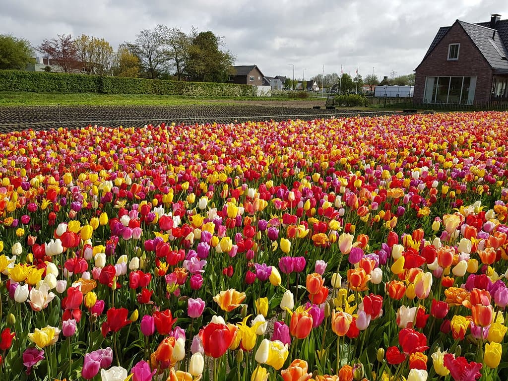 Annemieke's Pick Your Own