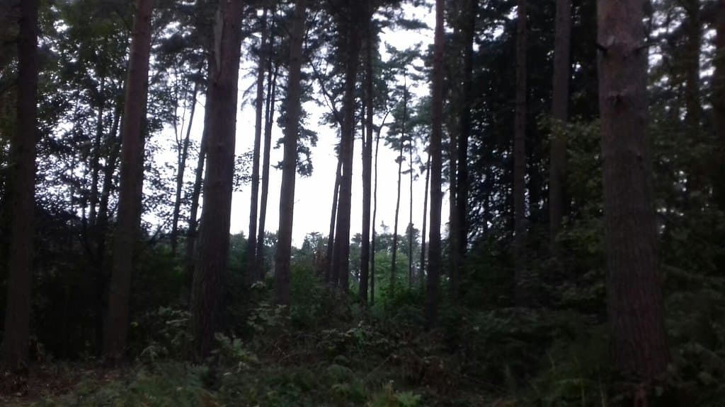 Harlestone Firs