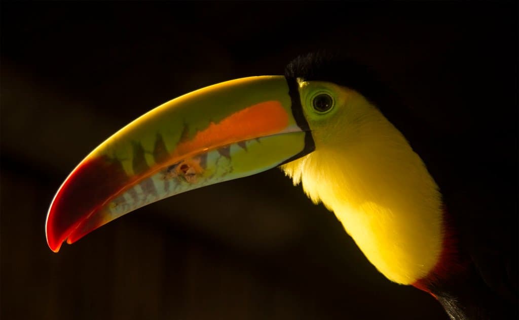 Tuki nuestra mascota